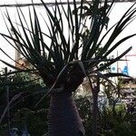Dracaena draco Azala