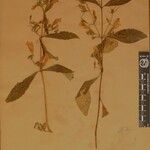 Echinacanthus attenuatus Otro