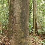 Tetraberlinia bifoliolata Rinde