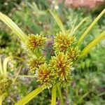 Cyperus eragrostisFlors