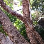 Swietenia macrophylla چھال