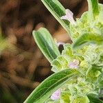 Meiosperma bracteatum Λουλούδι
