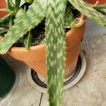 Aloe zebrina Levél