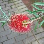 Callistemon viminalis Blomma