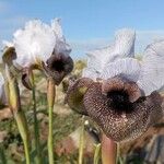 Iris hermona Floare