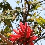 Erythrina variegata Flor