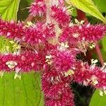 Amaranthus caudatus Blüte