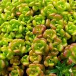 Sedum oreganum Ліст