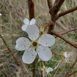 Prunus spinosaFlower