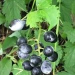 Actaea rubra Fruit