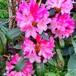 Rhododendron ferrugineum عادت داشتن