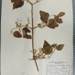 Clematis buchananiana Otro