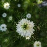 Nigella damascena Flor