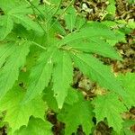 Cardamine pentaphyllos Leaf