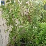 Lygodium japonicum ᱛᱟᱦᱮᱸ