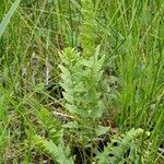 Dryopteris cristata Habit