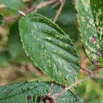 Rubus elegantispinosus Lehti