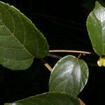 Gouania hypoglauca Leaf