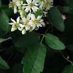 Clematis ligusticifolia Цветок