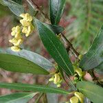 Hedycarya rivularis Flor