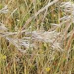 Anisantha tectorum 花