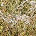 Bromus tectorum Цветок