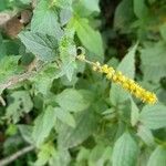 Abatia stellata Vivejo