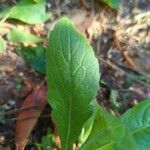 Hieracium albiflorum Blatt