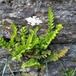 Asplenium marinum Habit