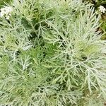 Artemisia arborescens List