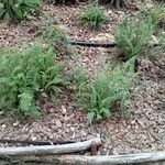 Achillea millefolium Lapas