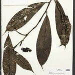 Heteropsis flexuosa Hoja