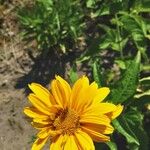 Heliopsis helianthoides Blomst