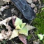 Faucaria bosscheana Leaf