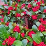 Skimmia japonica Alkat (teljes növény)