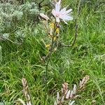 Asphodelus aestivus Квітка