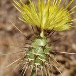 Centaurea sulphurea Flor