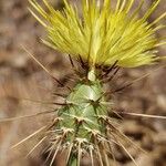 Centaurea sulphurea Fleur