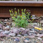 Senecio viscosusFlower