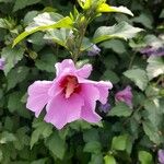 Hibiscus syriacusফুল