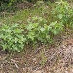 Trigonella foenum-graecum पत्ता