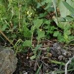 Coronilla scorpioides Plod