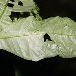 Crossandrella dusenii Leaf