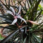 Crinum americanum Квітка