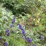 Aconitum variegatum Hábito