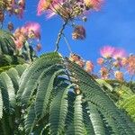 Albizia julibrissin Листок