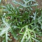 Solanum capsicoides Leaf