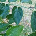 Jasminum auriculatum Leaf