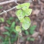 Lonicera bracteolaris