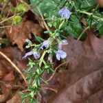 Salvia × lavandulacea Blomst